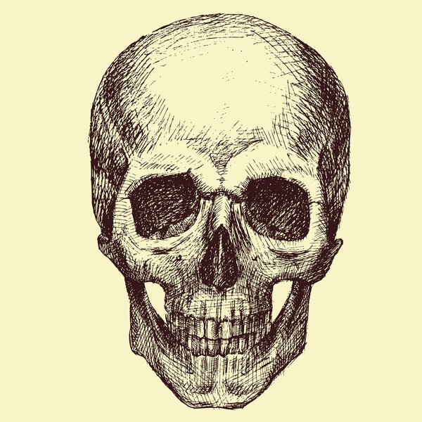 Векторный череп
