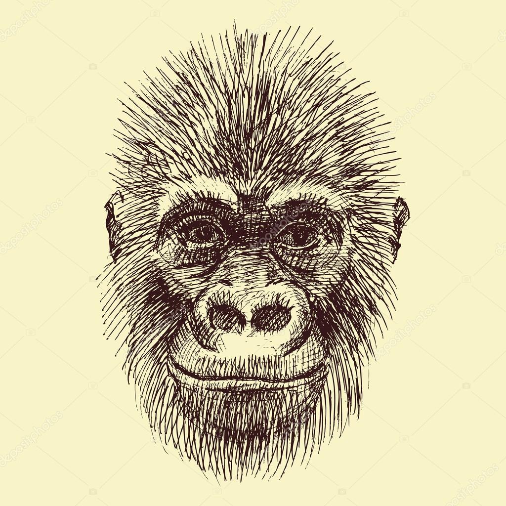 Beautiful vector image with nice monkey with different elements