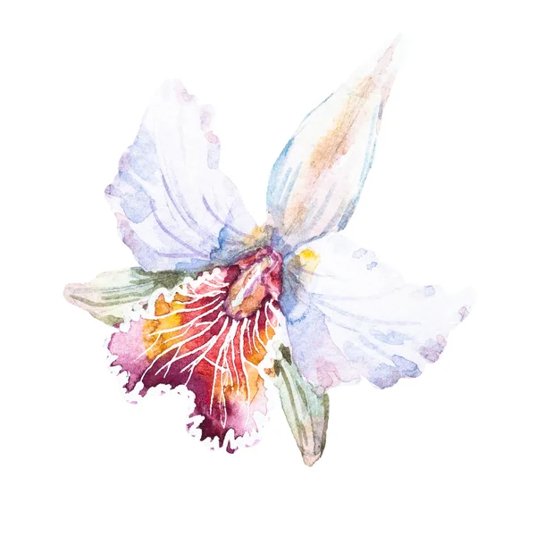 Rastrové akvarel lilie — Stock fotografie
