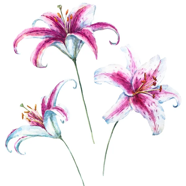 Raster watercolor lilies — Stock Photo, Image