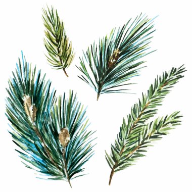 Raster watercolor fir-tree branches clipart