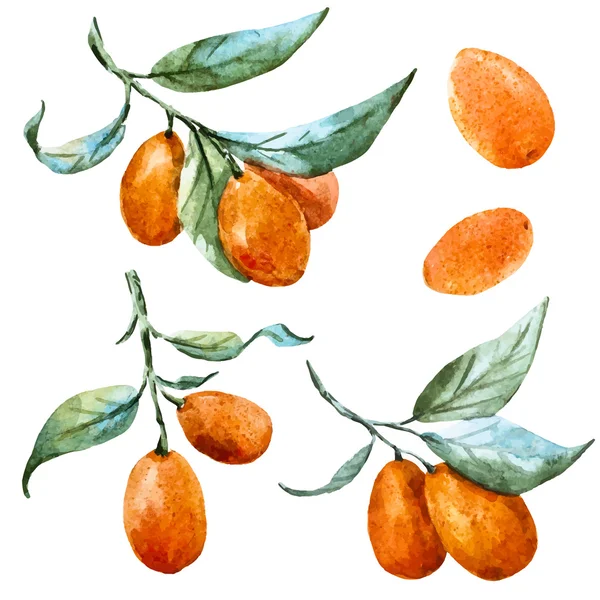 Mandarine vecteur aquarelle — Image vectorielle