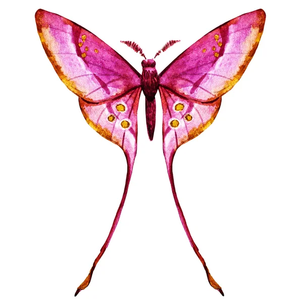 Aquarell-Schmetterlingsraster — Stockfoto