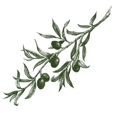 Zeytin dalı vektör