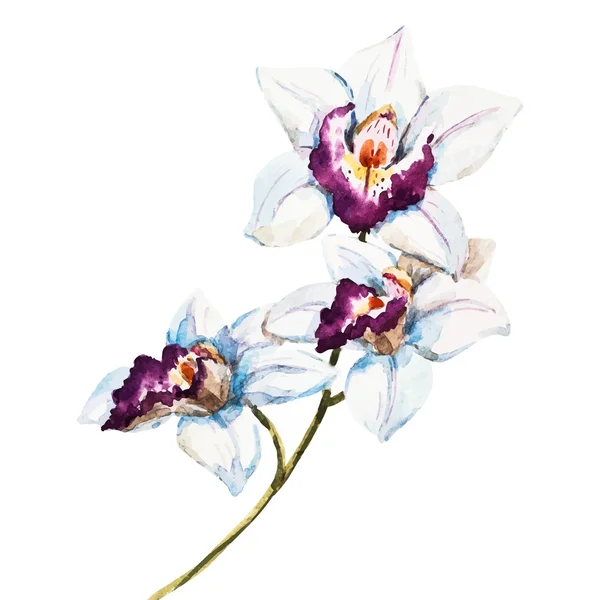 Fleurs d'orchidée aquarelle — Image vectorielle