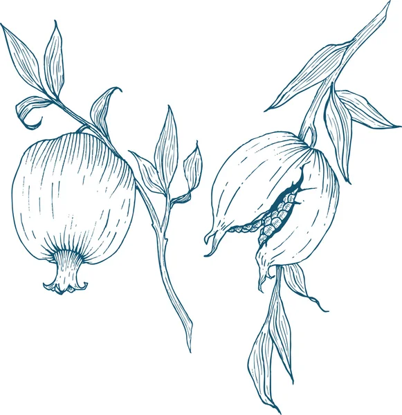 Hand drawn pomegranate fruit — Stock Vector