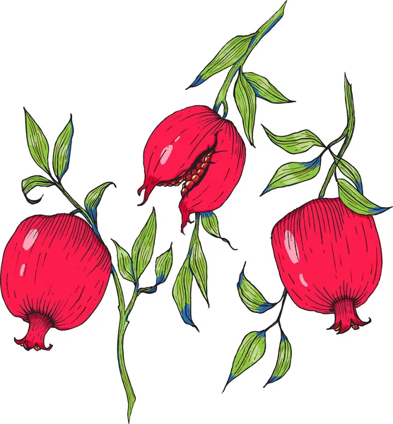 Ručně tažené granátové jablko ovoce — Stockový vektor