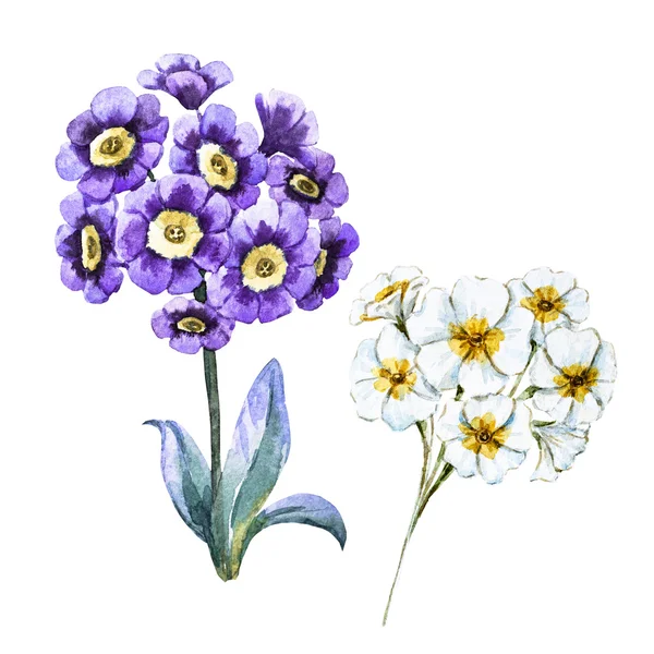 Hand drawn watercolor flowers — Stock Photo, Image