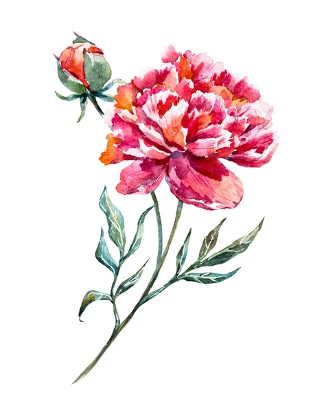 Watercolor raster peony — Stock Photo, Image