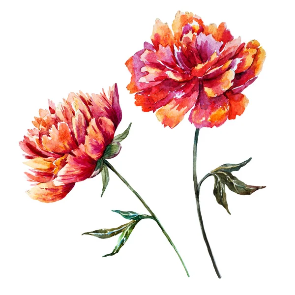 Watercolor raster peony — Stock Photo, Image