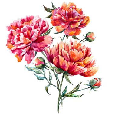 Suluboya vektör Şakayık