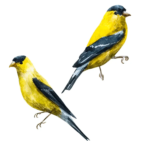Akvarell raszteres amerikai csíz madár — Stock Fotó