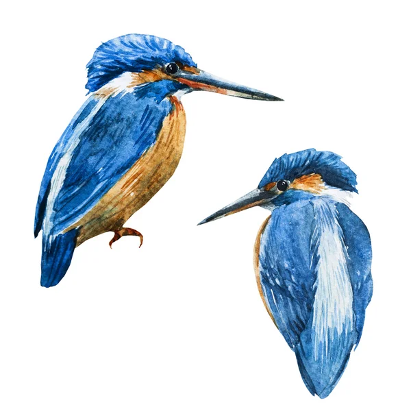 Akwarela rastrowych niebieski Zimorodek ptak — Zdjęcie stockowe