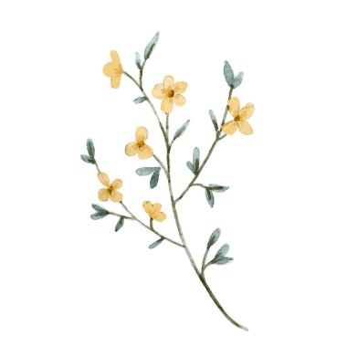 Suluboya vektör çiçek