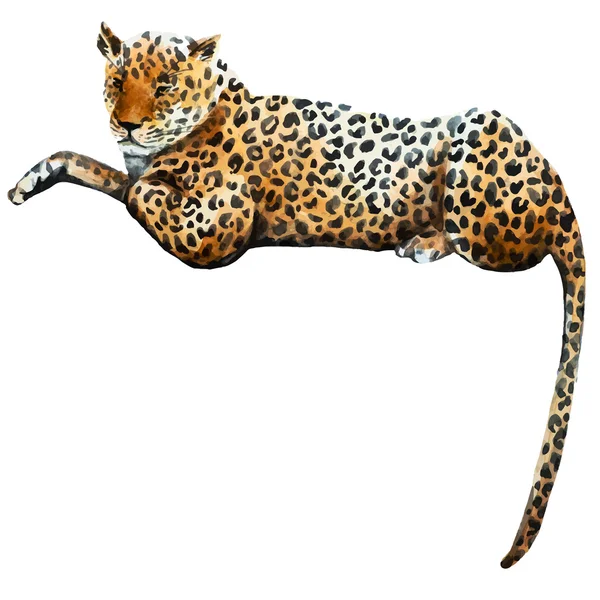 Watercolor vector leopard — Stock Vector