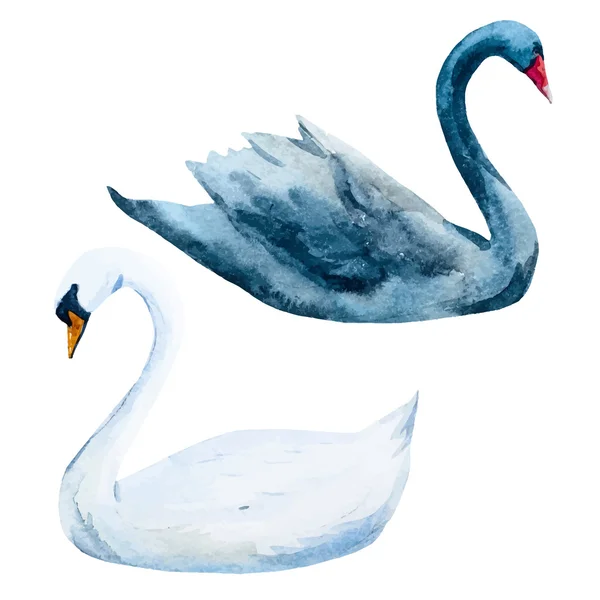 Cisnes desenhados à mão aquarela — Vetor de Stock