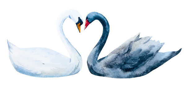 Watercolor hand drawn swans