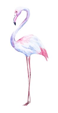 Güzel suluboya flamingo