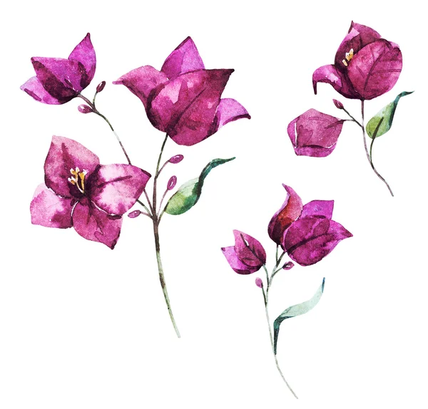 Aquarel raster bougainvillea bloemen — Stockfoto