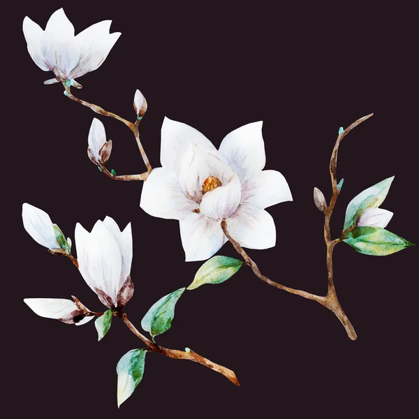 Acquerello fiori di magnolia raster — Foto Stock