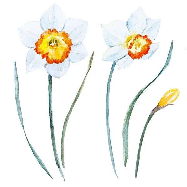 Aquarel Lentebloemen — Stockfoto