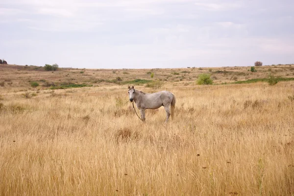 Pferd — Stockfoto