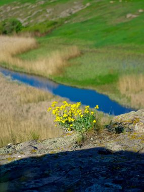 Bir kayanın üzerinde çiçekler