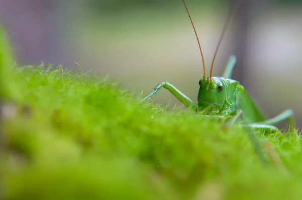 Grasshopper on grass — Stock Photo, Image