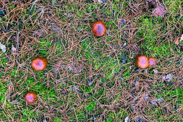 Texture of forest mushrooms in a forest glade - top view of five boletus mushrooms in the forest