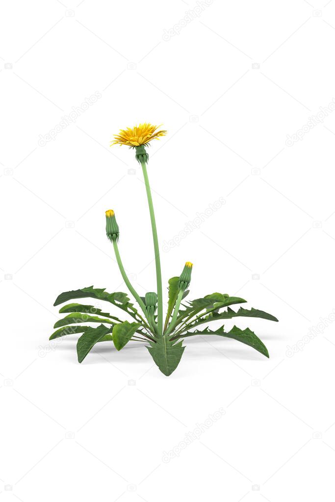 A dandelion isolated on a white background - 3d render