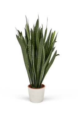 Beyaz arkaplanda izole edilmiş bir tencerede yılan bitkisi - 3 boyutlu görüntüleme