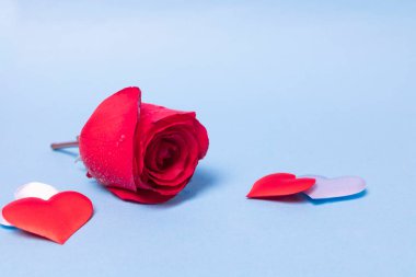 Mavi arka planda kalpleri olan bir gül