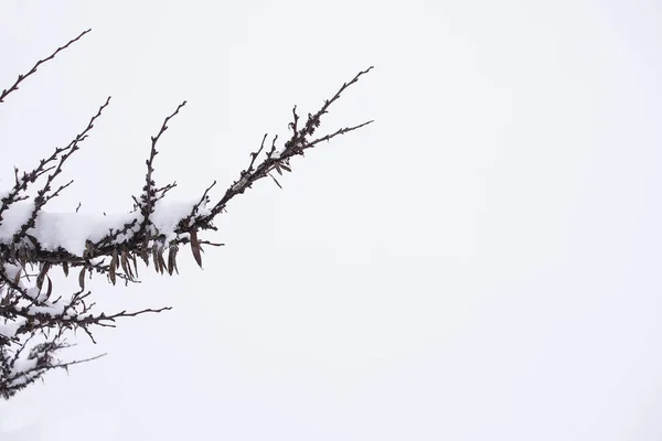 Havas Faág Fénykép Egyik Oldalán Negatív Tér — Stock Fotó