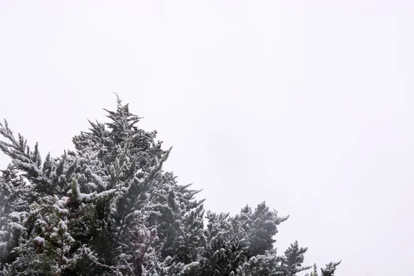 Alsó Nézet Fenyő Ágak — Stock Fotó