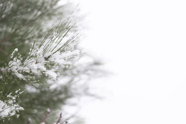 Havas Ágak Egy Fehér Karácsonyi Háttér — Stock Fotó