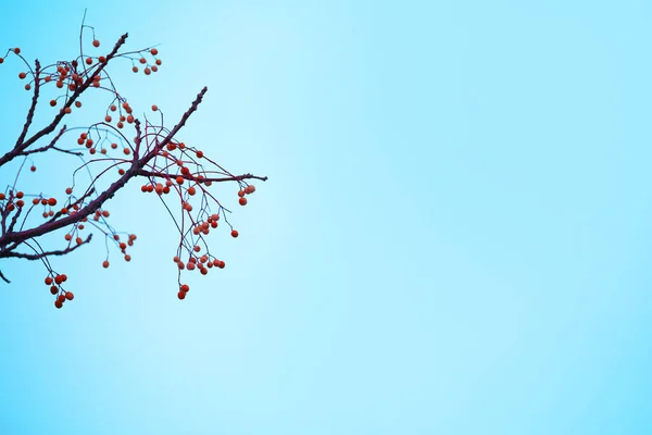 Träd Grenar Med Röda Frukter Blå Himmel Negativt Utrymme — Stockfoto