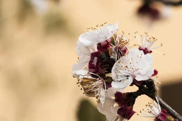 Beautiful pink flower cherry in full bloom on colored background — Stock Photo, Image