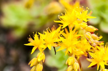 sarı çiçek kaktüs