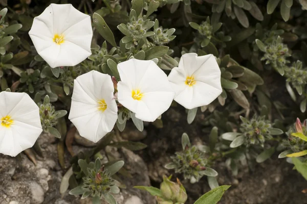 Flores blancas cultivadas en el país en la primavera — Foto de Stock