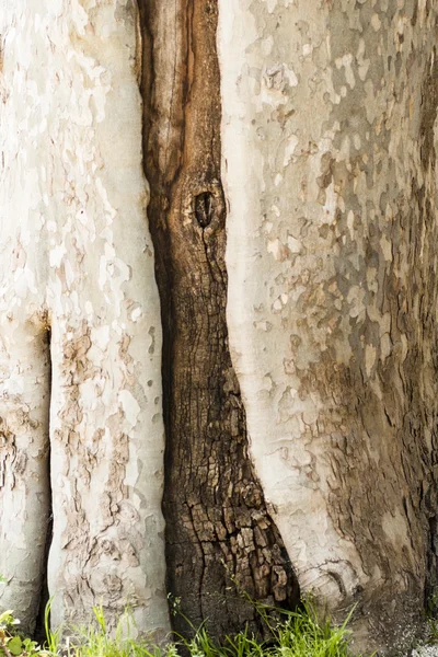 Casca de árvore ferida — Fotografia de Stock