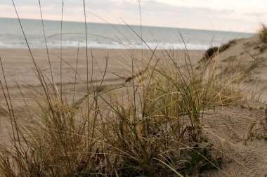Çalılıkların üzerinde bir kumul