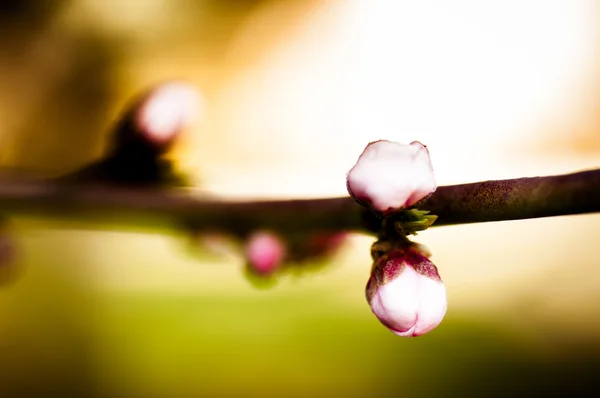 Hermosa flor rosa cereza en plena floración — Foto de Stock