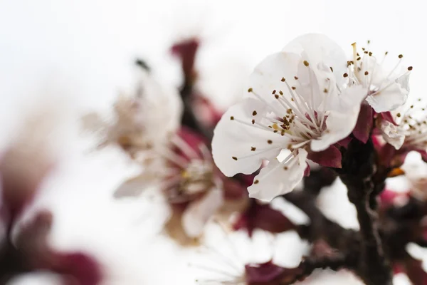 Schöne rosa Blume Kirsche in voller Blüte auf farbigem Hintergrund — Stockfoto