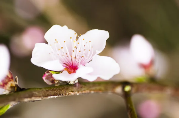Beautiful pink flower cherry in full bloom — Stock Photo, Image