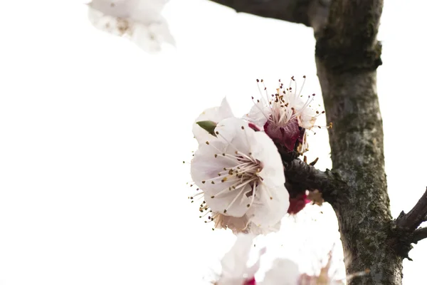 Beautiful pink flower cherry in full bloom on colored background — Stock Photo, Image