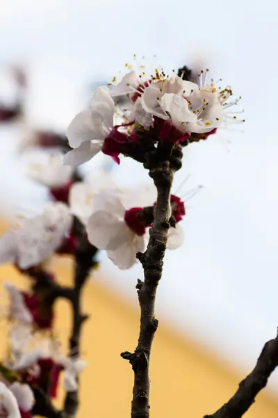 Schöne rosa Blume Kirsche in voller Blüte auf farbigem Hintergrund — Stockfoto