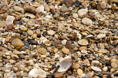 Bazı kabukları sahilde geliyor