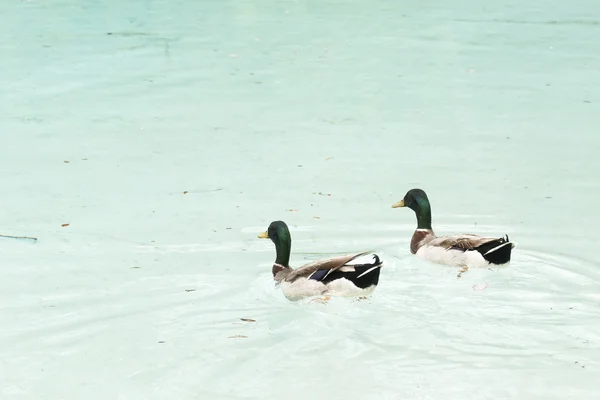 Par de mallards pássaro real — Fotografia de Stock