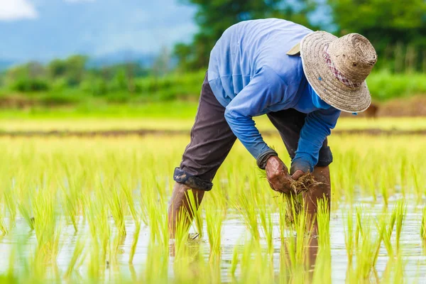 Thailand boeren Stockfoto