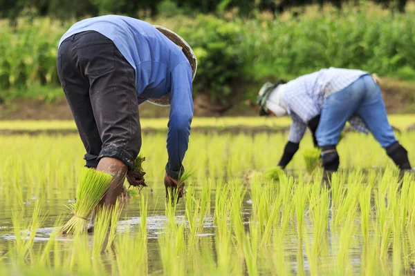 Thailand boeren rijst aanplant werken Rechtenvrije Stockfoto's